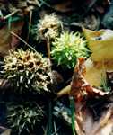 Growth Regulators